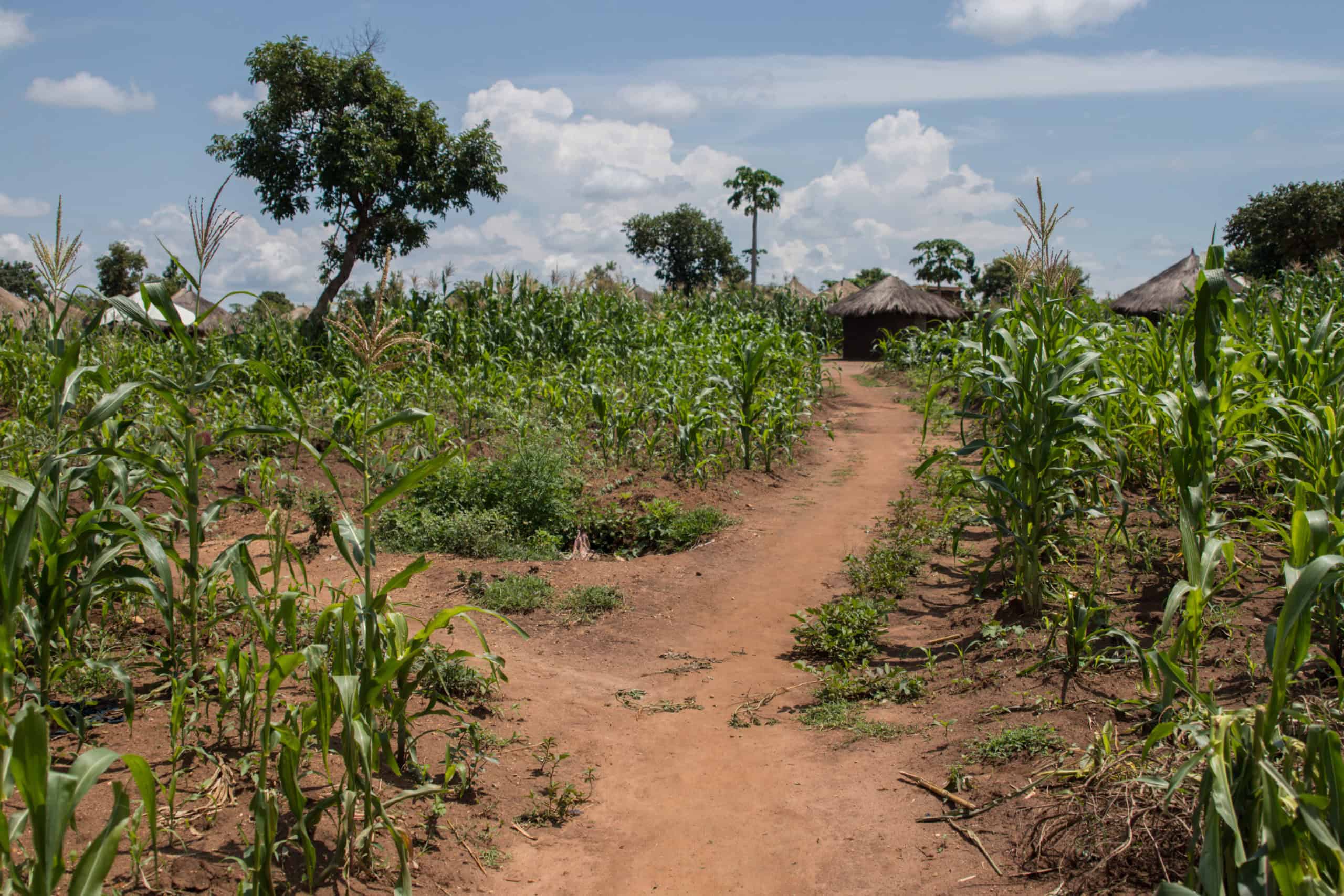 Åpne felt rundt flyktningleiren Bidi Bidi nord i Uganda.